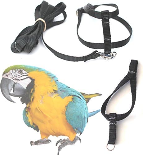 Fred Bird Harness &amp; Leash with additional larger TRAINING Head Loop