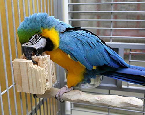 Natural Foraging Box Toy for Parrots