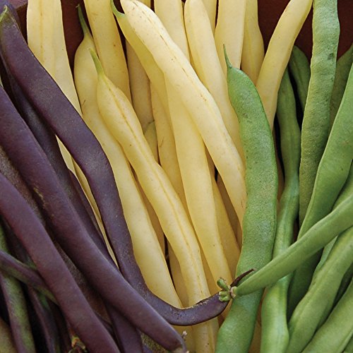 Burpee Three Color Blend Bush Bean Seeds 2 ounces of seed