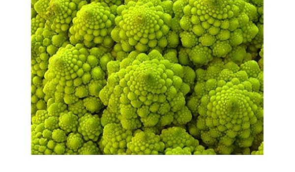 Coliflor romanesco Ottobrino más de 400 Semillas ~ increíble ...