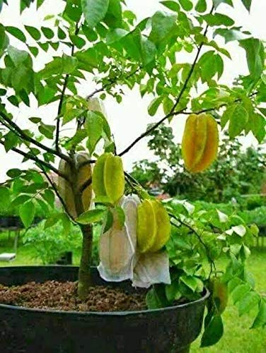 Mphmi Carambola Star Fruit Kamrakh Healthy Live Plant