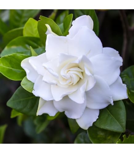 ガーディニア　 　　　　　ジャスミン 　　　　　ネルロ 　　　　　ウィスパー ガーディニア ジャスミン ネルロ ウィスパー ガーディニア ジャスミン