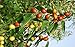 Greenhilltea health fruit Xinjiang Red Dates natural Jujube dried fruit 1 LB