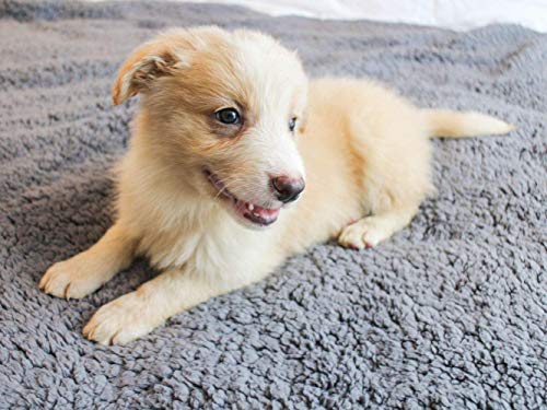 5 furrybaby+Premium+Fluffy+Fleece+Blanket