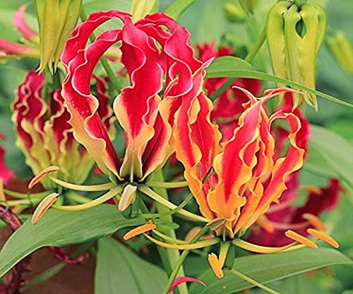 Flame Lily (Gloriosa Rothschildiana), RSL Flashy Yellow and Ruby Flowers (10 Bare Roots)