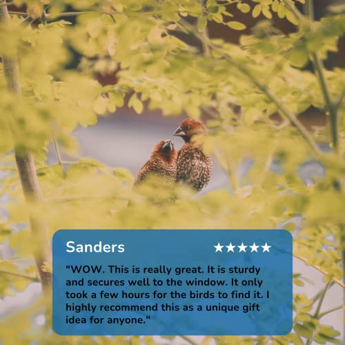 Large Window Bird Feeder with Strong Suction Cups Perspex Bird