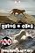 Livro Gatos e cães (100 imagens)