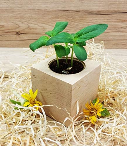 Feel Green Ecocube - Flor de Sol ecológica, Certificado ecológico ...