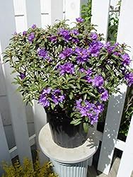 Rhododendron X 'Blue