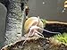 Aquatic Arts 1 Ivory White Mystery Snail (Pomacea bridgesii - 1/2 to 2+ inches) - Algae Eating Live Snail