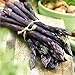 Asparagus Purple Passion - 10 Crowns - Extra High Yield & Sweet | Ships from Easy to Grow TM