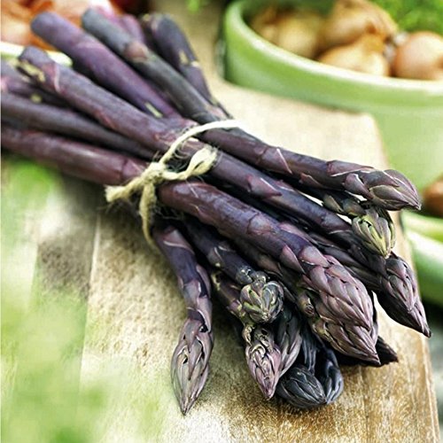 Asparagus Purple Passion - 12 Crowns - Extra High Yield & Sweet! Ships from USA! Asparagus Purple Passion - 12 Crowns - Extra High Yield & Sweet! Ships from USA!