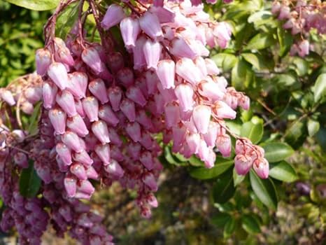 Amazon Co Jp 6か月枯れ保証 春に花が咲く木 アセビ赤花 15cmポット Diy Tools Garden