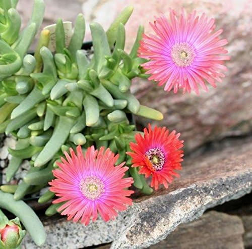 Creative Farmer Flower Seeds : Cactus Type Succulent Ice Plant Live Plant Seeds Garden [Home Garden Seeds Eco Pack] Plant Seeds