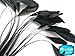 Moonlight Feather | 1 Dozen - Black Stripped Rooster Coque Tail Feathers Craft Costume Supply