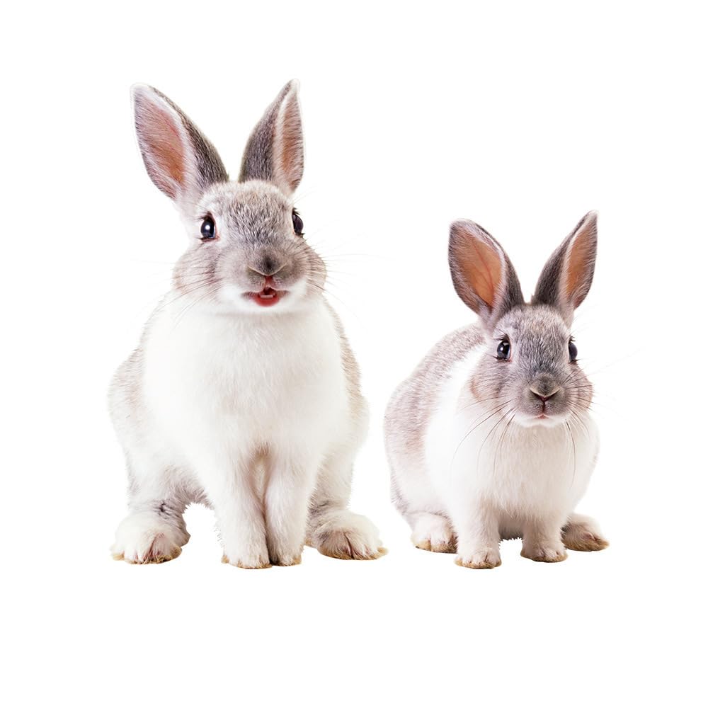 HGDESIGN® Wall Sticker Rabbit Wall Sticker Living Room Bedroom Children's Room Baby Room Wall Decoration (A)