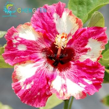 100 Graines Pcs Géant Hibiscus Fleur Rares Seedsandplants