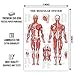 Premium Laminated Anatomy Poster Set - (3 Pieces) Includes Muscular, Skeletal, Ligaments of The Joints Medical Charts - Designed for Professional Use - Perfect for Learning and Teaching Human Anatomy