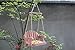 Gardirect Wooden Swing Seat Bird Feeder, Tray Feeder(Cedar)