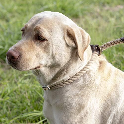 soft choker for dogs