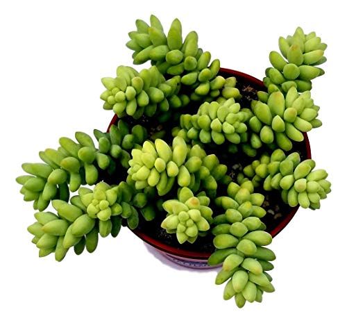 Fat Plants San Diego Large Succulent Plant Collection - Succulents in 4 inch Pots (3)