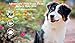 Adventure Plus (4-pack) LARGE DOG (21-55 lbs)
