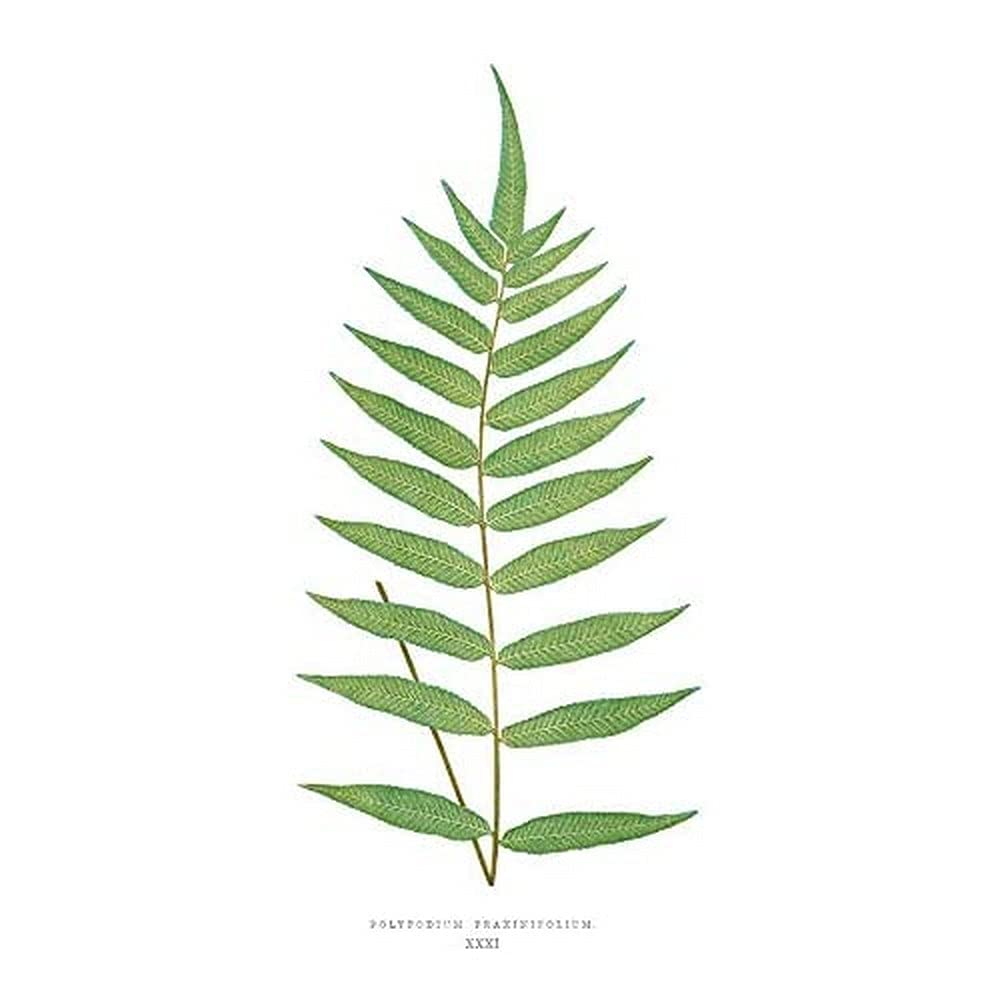 Wee Blue Coo Fern Polypodium Fraxinifolium Art Print Canvas Premium Wall Decor Poster