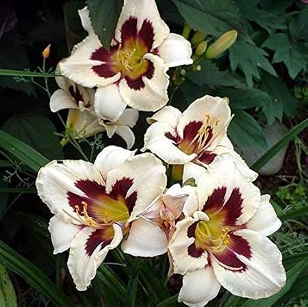 FERNSFLY IMP. Daylily | Hemerocallis | Daylilies | Day Lily Excellent Quality Flower Bulbs Aromatic Flower Plant Home Outdoor Gardening Plants Flowering Bulbs (Pack Of 5 Moonlit Masquerade)