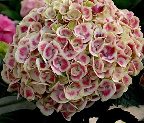 Cityline Mars Hydrangea macrophylla - 4" Pot - Proven Winners