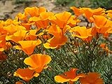 Orange California Poppy Seeds, 1 Oz, over 20,000 seeds