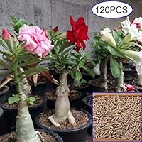 Mggsndi 120Pcs Mixed Adenium Desert Rose Flower Seeds Perennials Garden Balcony Decor - Heirloom Non GMO - Seeds for Planting an Indoor and Outdoor Garden 120Pcs Desert Rose Seeds