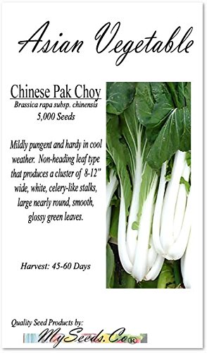 BIG PACK - (5,000) Chinese PAK CHOI Pak Choy Cabbage seeds - Mildly pungent and hardy in cool weather - Non-GMO Seeds by MySeeds.Co (BIG PACK - Pak Choy)