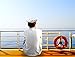 Big Mo’s Toys Adult Yacht Captain Hat; Halloween, Masquerade Dress Up Costume Party Cap, One Size
