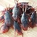 Frebento OJYUDD 200 PCS Fake Cockroach