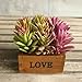 Supla 9 Pcs faux succulents unpotted Vinyl Artificial Succulent Galanthus Cactus Plants Artificial Plants 3 Colors fake succulents Flower Arrangement Craft Making