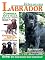 Livro Bichos em casa: Labrador