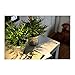 Ikea Artificial Potted Plant, House Bamboo, 11 Inch, Pack of 2