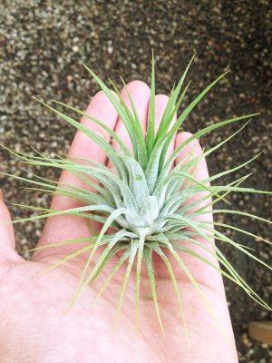 Airplants Tillandsia Ionantha XL 5 Pack 4" Tall (Grown and Shipped From California)