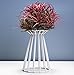 Pack of 2 Air Plant Tillandsia Base Large Tillandsia Air Plant Holder Metal Indoor Tabletop Big Streptophylla Air Plant Stands Tillandsia Plant Racks Large Xerographica Air Plant Stand