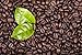 Screen 18 Specialty Grade Premium Kenya AA Coffee Beans, Single Origin, Medium Dark Roast, Whole Beans, 1 LB