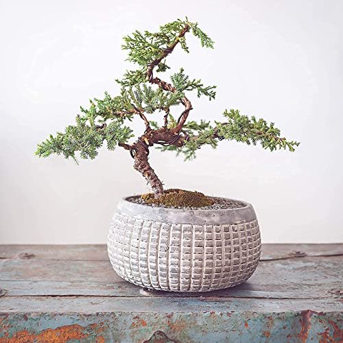 Nature's Blossom Bonsai Tree Kit 4 Types of Bonsai Seeds for Outdoor