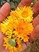 All Good Things Organic Seeds Resina Calendula Seeds (~75): Certified Organic, Non-GMO, Heirloom, Open Pollinated Seeds from the United States
