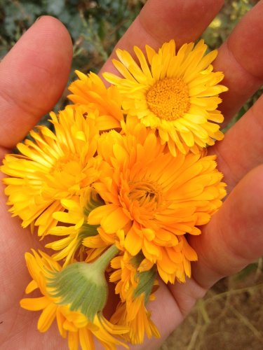 All Good Things Organic Seeds Resina Calendula Seeds (~75): Certified Organic, Non-GMO, Heirloom, Open Pollinated Seeds from the United States All Good Things Organic Seeds Resina Calendula Seeds (~75): Certified Organic, Non-GMO, Heirloom, Open Pollinated Seeds from the United States