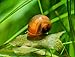 Aquatic Discounts 30+ Feeder/Cleaner Ramshorn Snails, 1/6-1/3 inch - Excellent Tank Cleaners + Great Natural Food for Your Puffers, Loaches, Crayfish, Turtle!!!