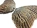 Pheasant Feathers - 1 Pair of Ringneck Pheasant Complete Wing Feathers