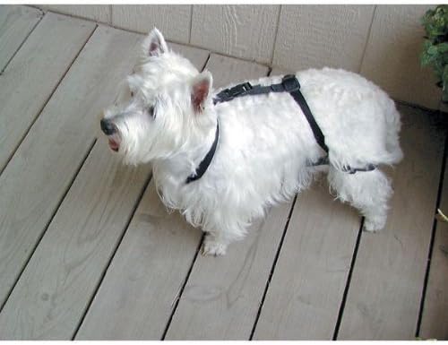 jump restraint dog harness petsmart