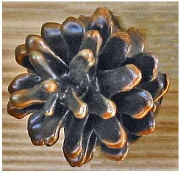 TimberBronze53 Open Horizontal Lodgepole Pine Cone Knob, Medium, Basic Patina