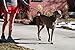 Heavy Duty Dog Leash | Bonus! Attachable Dog Poop Bag Holder and Roll of Bags | 6 FT Lead for Medium to Large Dogs | Short and Long Padded Handles for Better Control | Reflective for Nighttime Safety