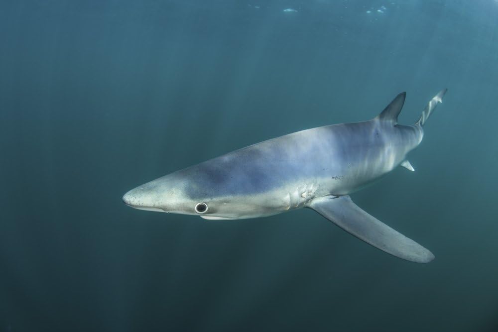 Posterazzi PSTETH400901U A Sleek Blue Shark Swimming in The Waters Off Cape Cod Massachusetts. Poster Print by Ethan Daniels/Stocktrek Images 17 x 11 Varies