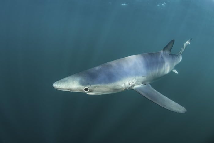 Posterazzi PSTETH400901U A Sleek Blue Shark Swimming in The Waters Off Cape Cod Massachusetts. Poster Print by Ethan Daniels/Stocktrek Images 17 x 11 Varies